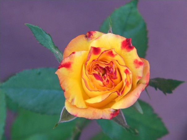 Name:  DSCN8357.JPG
Views: 759
Size:  66.0 KB