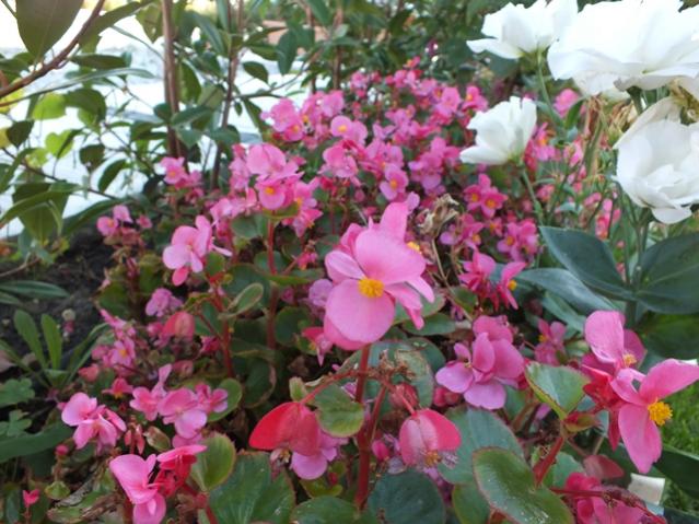 Name:  DSCF2925.jpg
Views: 347
Size:  60.1 KB