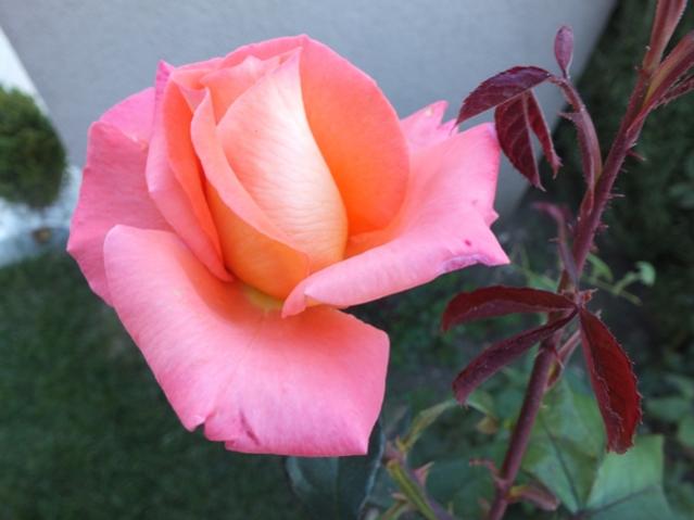 Name:  DSCF2850.jpg
Views: 331
Size:  30.9 KB