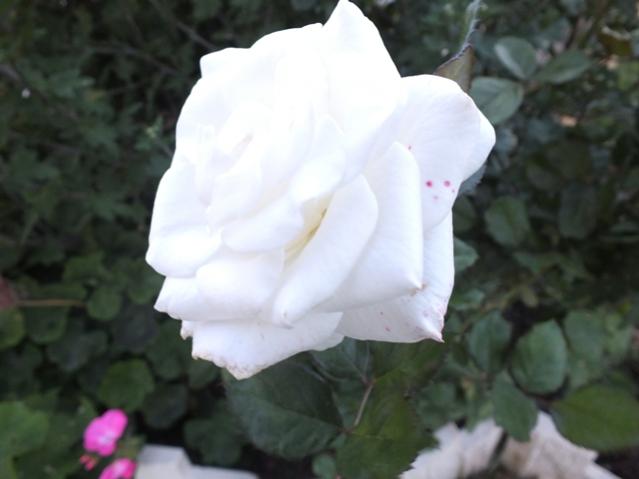 Name:  DSCF2852.jpg
Views: 325
Size:  26.8 KB