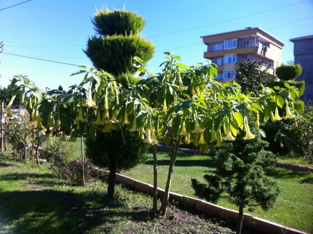 Name:  16-016.jpg
Views: 912
Size:  70.7 KB