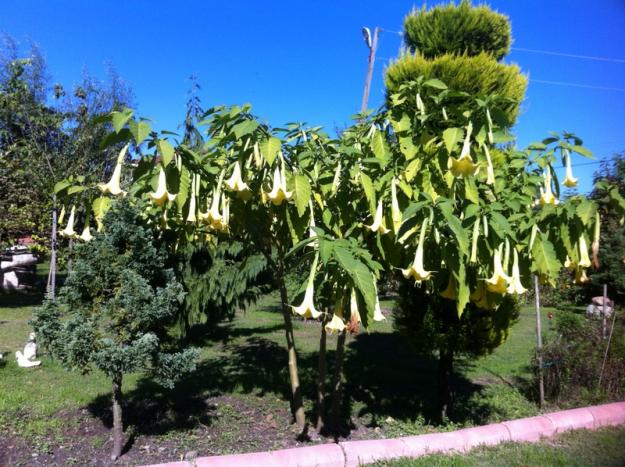 Name:  13-013.jpg
Views: 882
Size:  71.1 KB