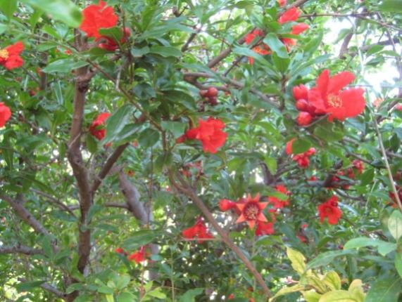 Name:  IMG_1970.jpg
Views: 810
Size:  54.4 KB