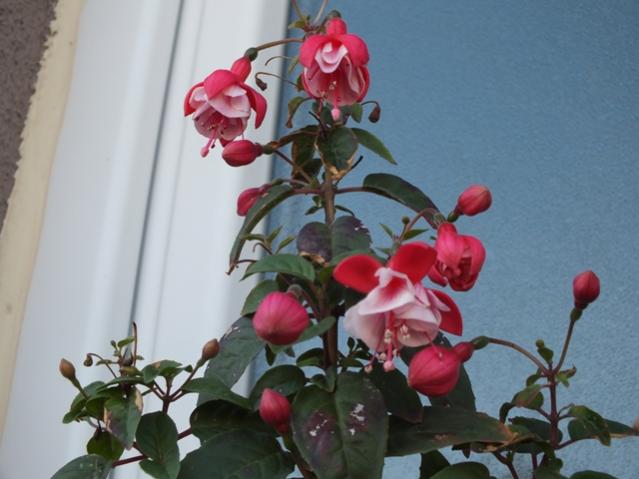 Name:  DSCF2904.jpg
Views: 629
Size:  37.9 KB