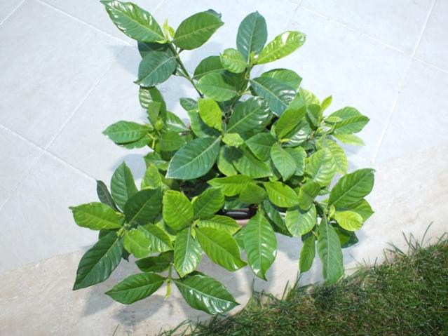 Name:  DSCF2909.jpg
Views: 552
Size:  47.0 KB
