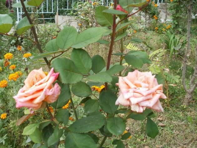 Name:  P1010320a.jpg
Views: 674
Size:  70.5 KB