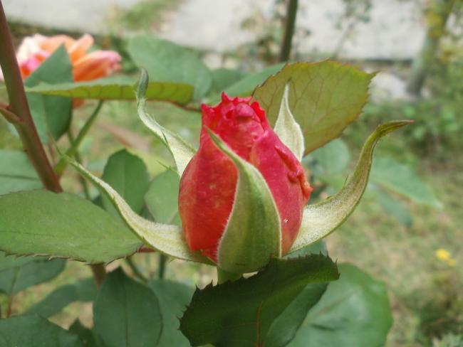 Name:  P1010321a.jpg
Views: 287
Size:  34.2 KB