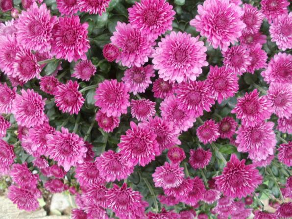 Name:  P1010333a.jpg
Views: 306
Size:  72.7 KB