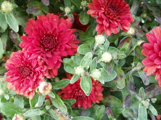 Name:  P1010360a.jpg
Views: 283
Size:  64.3 KB