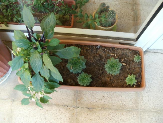 Name:  P1010340a.jpg
Views: 345
Size:  54.5 KB