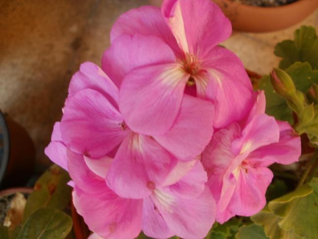 Name:  P1010374a.jpg
Views: 344
Size:  32.5 KB
