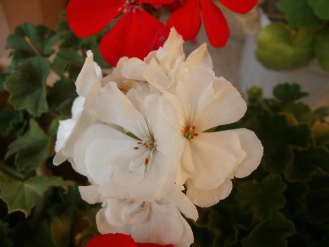 Name:  P1010370a.jpg
Views: 354
Size:  27.4 KB