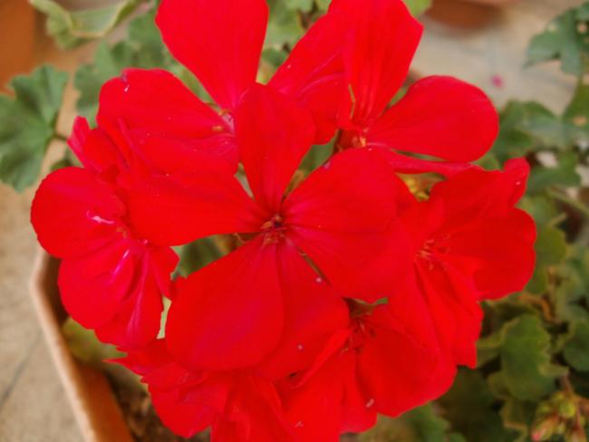Name:  P1010371a.jpg
Views: 352
Size:  26.5 KB