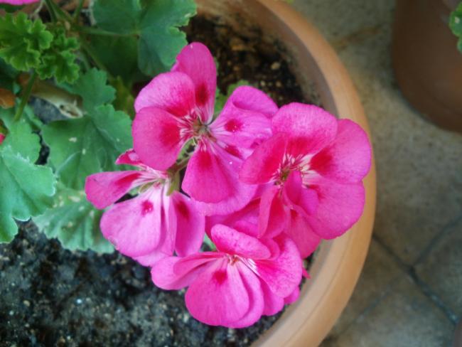 Name:  P1010373a.jpg
Views: 362
Size:  40.6 KB