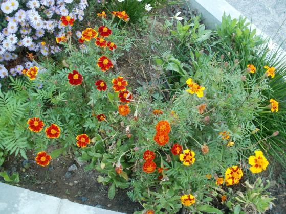 Name:  P1010386a.jpg
Views: 464
Size:  72.0 KB