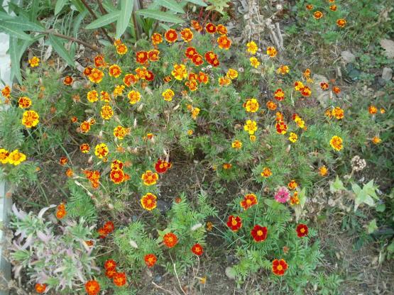 Name:  P1010389a.jpg
Views: 420
Size:  72.3 KB