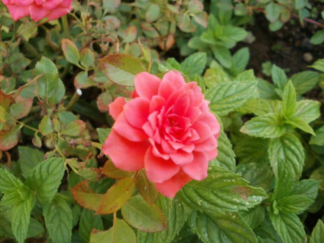 Name:  P1010379a.jpg
Views: 362
Size:  48.0 KB