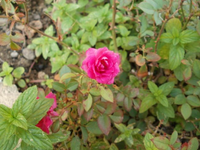 Name:  P1010381a.jpg
Views: 339
Size:  47.7 KB