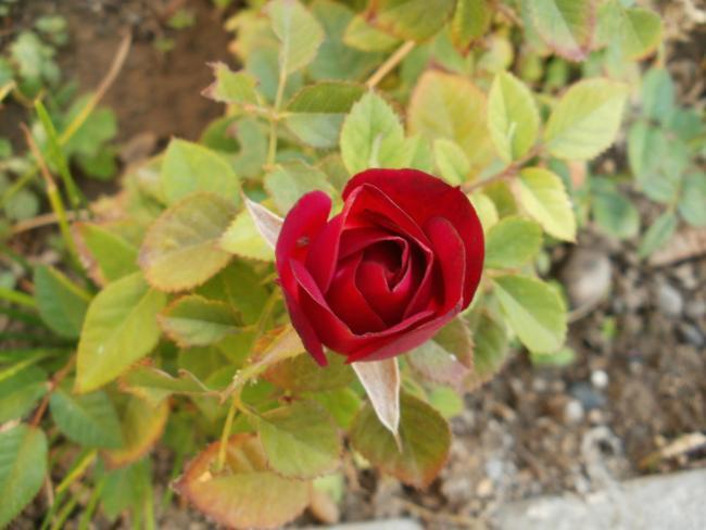 Name:  P1010382a.jpg
Views: 323
Size:  39.1 KB