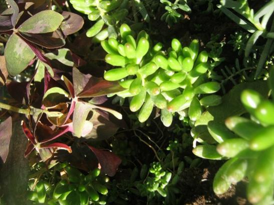 Name:  sedum r..jpg
Views: 1192
Size:  45.4 KB