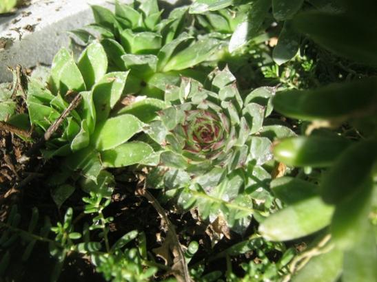 Name:  sempervivum.jpg
Views: 1166
Size:  43.9 KB