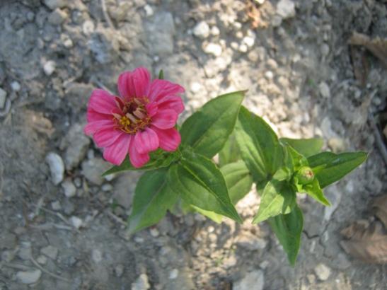 Name:  zinnia.jpg
Views: 1421
Size:  34.5 KB