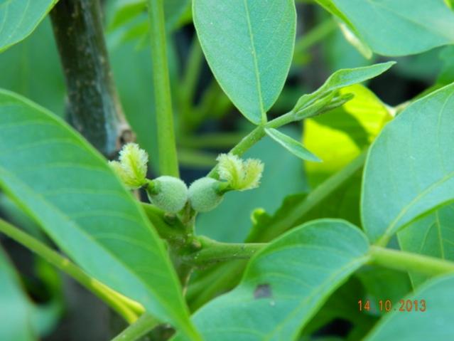 Name:  Resim 032.jpg
Views: 813
Size:  32.4 KB