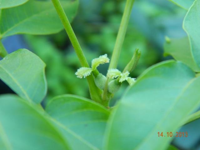 Name:  Resim 033.jpg
Views: 796
Size:  23.4 KB