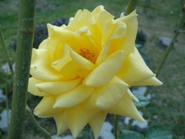 Name:  P1010396a.jpg
Views: 395
Size:  30.4 KB