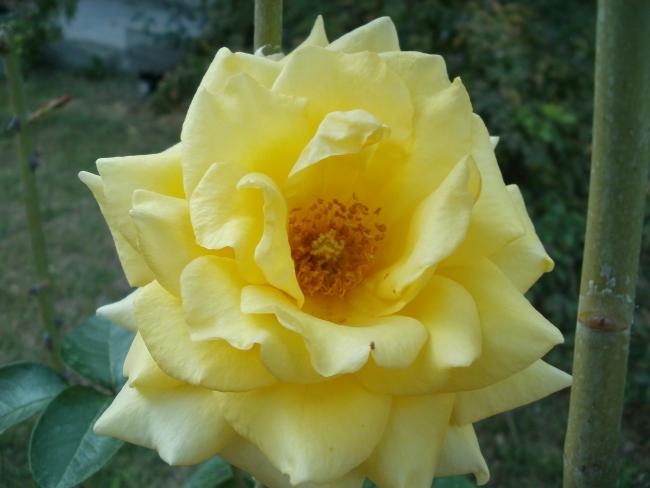 Name:  P1010397a.jpg
Views: 384
Size:  31.9 KB