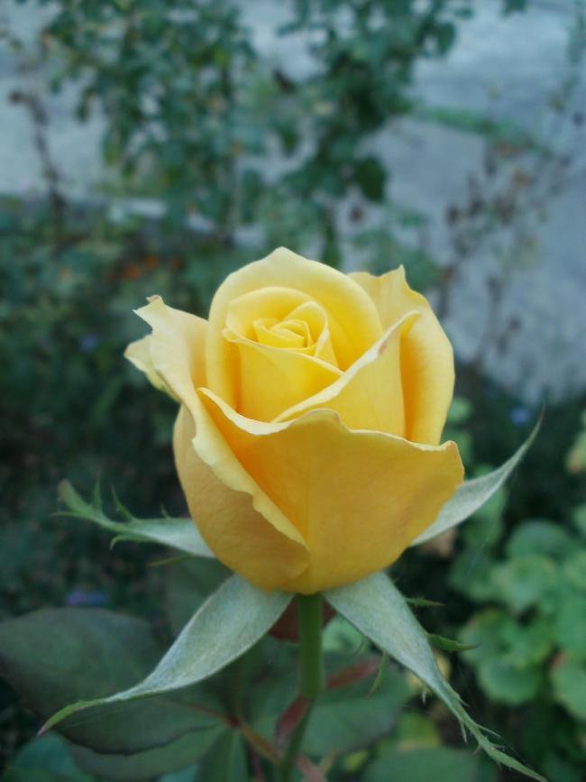 Name:  P1010408a.jpg
Views: 401
Size:  45.3 KB