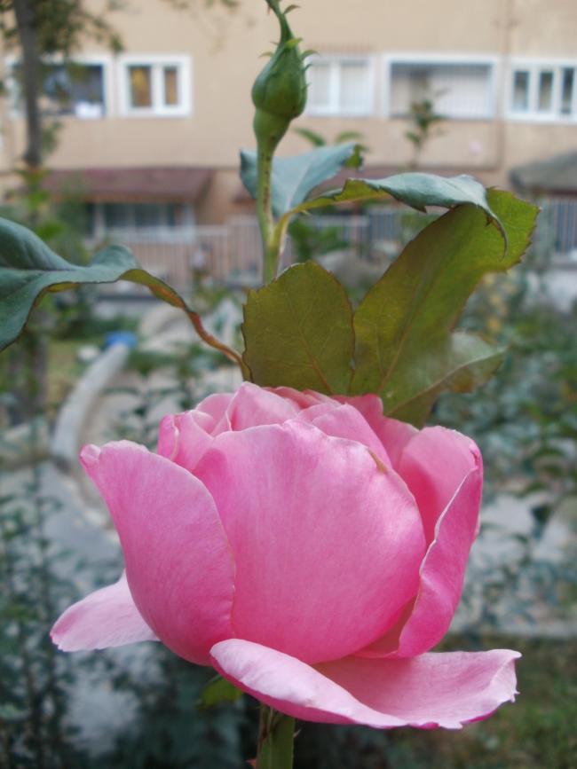 Name:  P1010404a.jpg
Views: 385
Size:  53.4 KB
