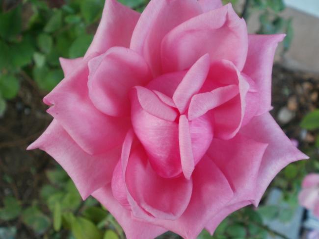 Name:  P1010431a.jpg
Views: 431
Size:  31.2 KB