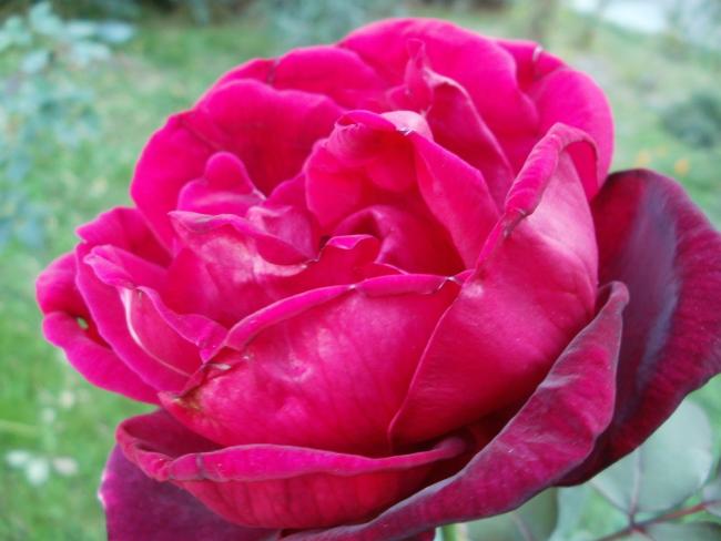 Name:  P1010399a.jpg
Views: 393
Size:  37.2 KB