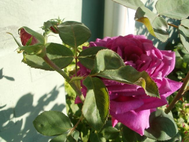 Name:  P1010381a.jpg
Views: 416
Size:  46.5 KB