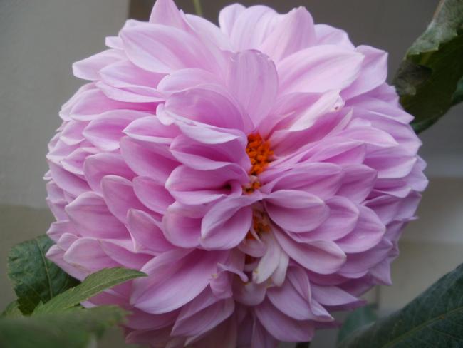 Name:  P1010387a.jpg
Views: 371
Size:  33.2 KB