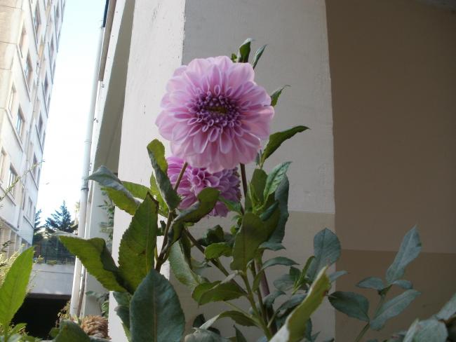 Name:  P1010390a.jpg
Views: 381
Size:  38.5 KB