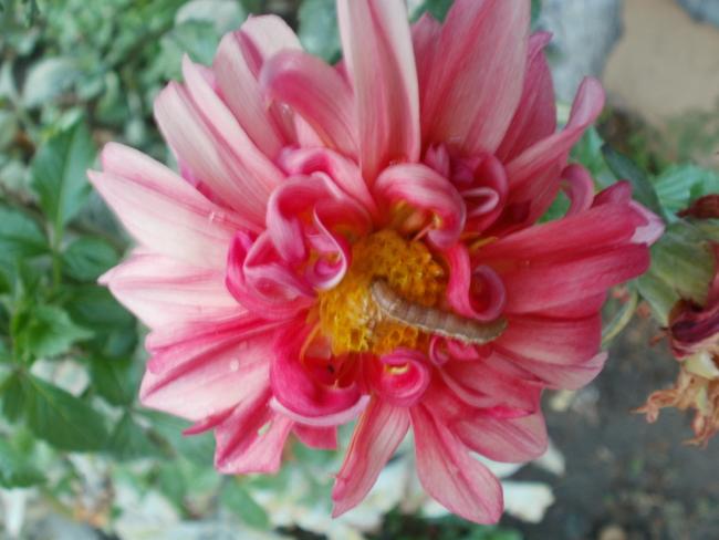 Name:  P1010436a.jpg
Views: 363
Size:  39.8 KB
