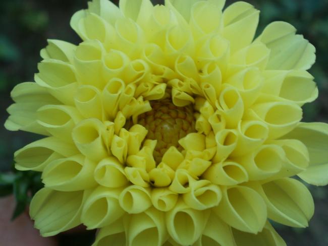 Name:  P1010429a.jpg
Views: 376
Size:  32.0 KB