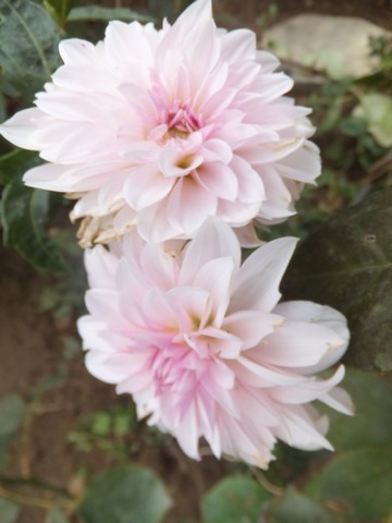 Name:  DSCF1912.jpg
Views: 344
Size:  44.0 KB