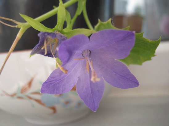 Name:  campanula.jpg
Views: 1321
Size:  61.4 KB