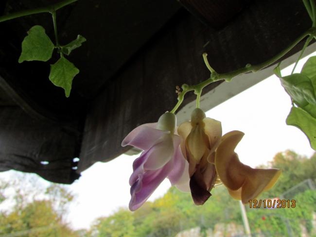 Name:  IMG_0852.jpg
Views: 440
Size:  30.8 KB