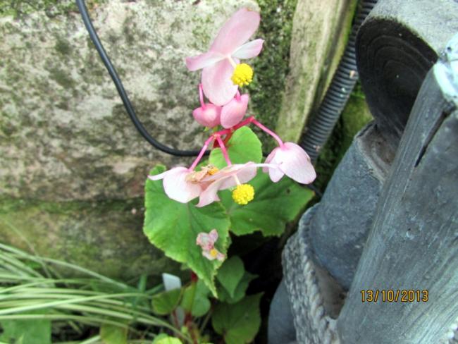 Name:  IMG_0937.jpg
Views: 444
Size:  52.5 KB