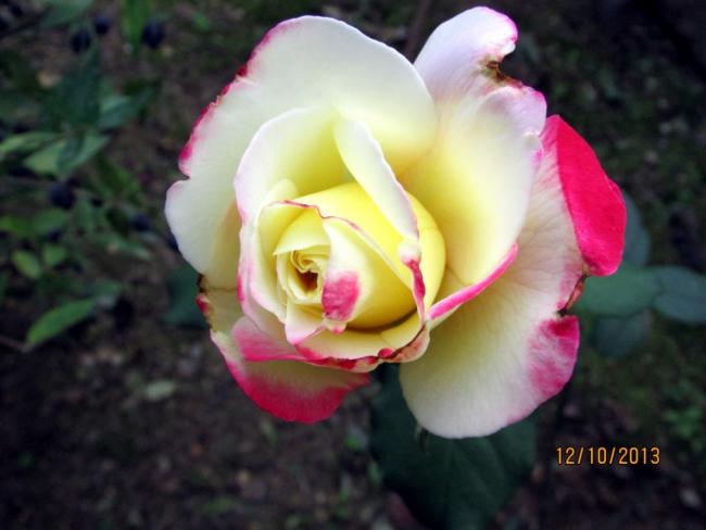 Name:  IMG_0825.jpg
Views: 443
Size:  32.8 KB