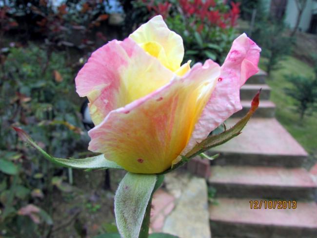 Name:  IMG_0821.jpg
Views: 443
Size:  40.1 KB