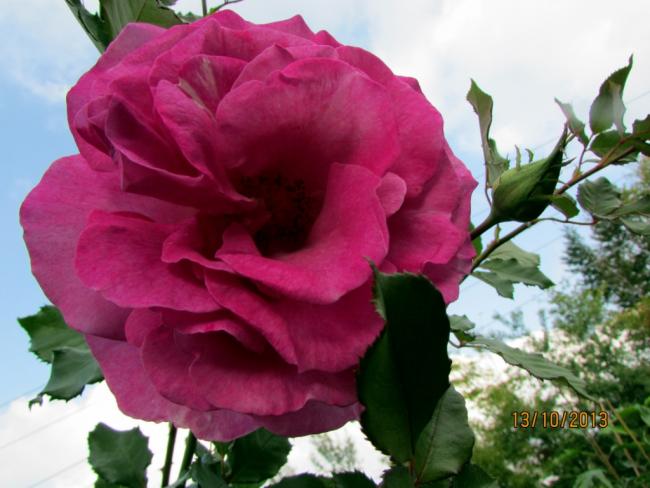 Name:  IMG_0940.jpg
Views: 429
Size:  43.5 KB