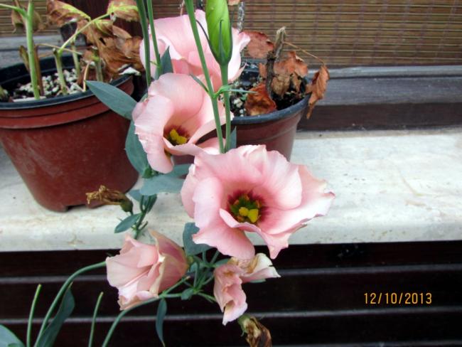 Name:  IMG_0889.jpg
Views: 731
Size:  47.5 KB