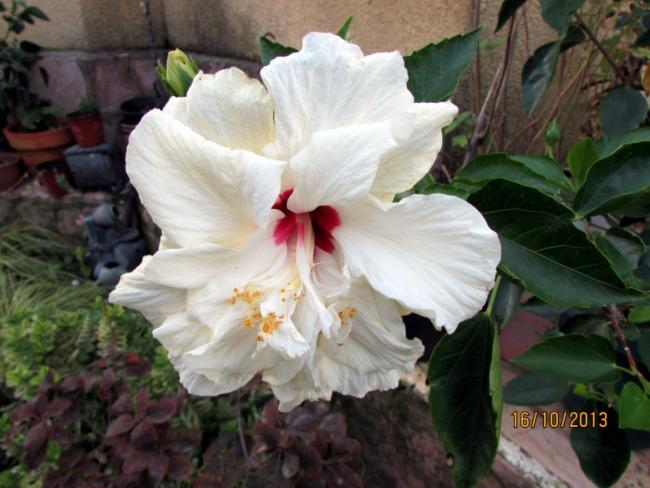Name:  IMG_0962.jpg
Views: 1023
Size:  46.4 KB