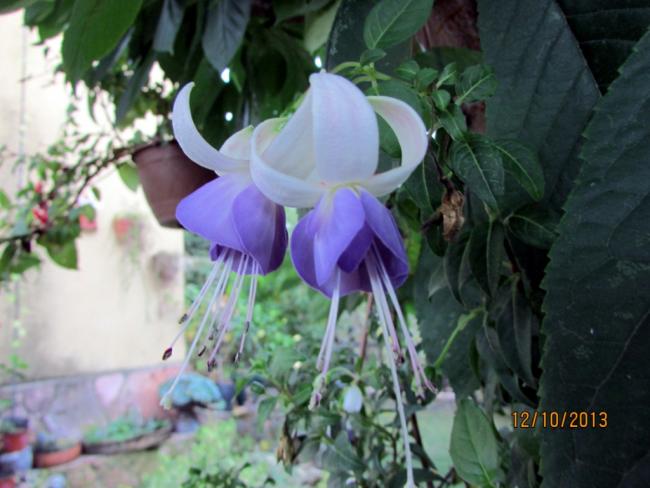 Name:  IMG_0867.jpg
Views: 746
Size:  43.5 KB