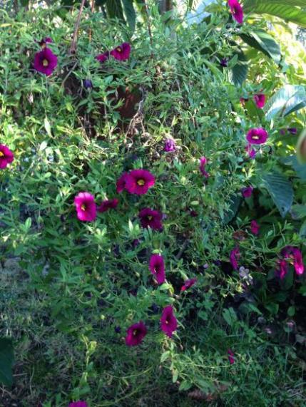Name:  IMG_1027a.jpg
Views: 930
Size:  66.6 KB